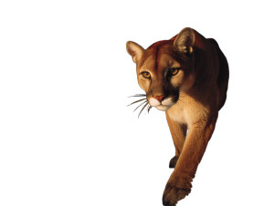 Puma In Wild Vinyl Car Decal Sticker – Waterproof & UV-Resistant 6.1866666666666665"