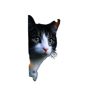 Cat V176 Vinyl Car Decal Sticker – Waterproof & UV-Resistant 3.4133333333333336" Cat V176 Vinyl Car Decal Sticker – Waterproof & UV-Resistant 3.4133333333333336"