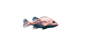 Sea Fish Vinyl Car Decal Sticker – Waterproof & UV-Resistant 2.72" Sea Fish Vinyl Car Decal Sticker – Waterproof & UV-Resistant 2.72"