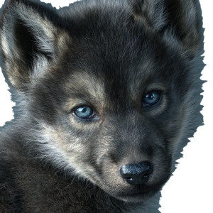 Baby Wolf Pup Vinyl Car Decal Sticker – Waterproof & UV-Resistant 3.4133333333333336" Baby Wolf Pup Vinyl Car Decal Sticker – Waterproof & UV-Resistant 3.4133333333333336"