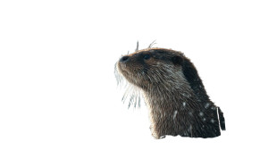 Otter In Snow Vinyl Car Decal Sticker – Waterproof & UV-Resistant 5.4