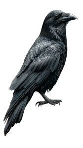 Grim Raven Sentinel Vinyl Car Decal Sticker – Waterproof & UV-Resistant 9.706666666666667"