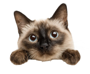 Happy Siamese Cat Vinyl Car Decal Sticker – Waterproof & UV-Resistant 6.613333333333333"