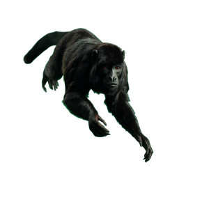 Black Howler Monkey V2 Vinyl Car Decal Sticker – Waterproof & UV-Resistant 3.4133333333333336"