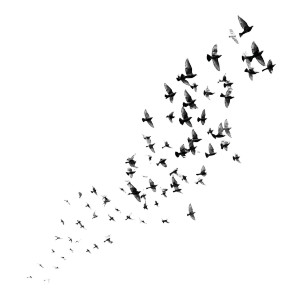 Flying Birds V2 Vinyl Car Decal Sticker – Waterproof & UV-Resistant 3.4133333333333336"