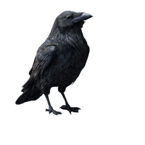 Raven On Notepad Vinyl Car Decal Sticker – Waterproof & UV-Resistant 6.826666666666667" Raven On Notepad Vinyl Car Decal Sticker – Waterproof & UV-Resistant 6.826666666666667"