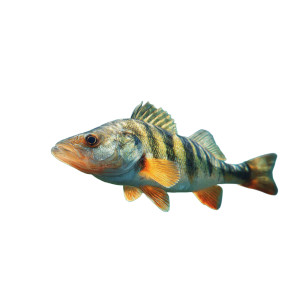 Lithuanian Lake Fish Vinyl Car Decal Sticker – Waterproof & UV-Resistant 3.4133333333333336" Lithuanian Lake Fish Vinyl Car Decal Sticker – Waterproof & UV-Resistant 3.4133333333333336"