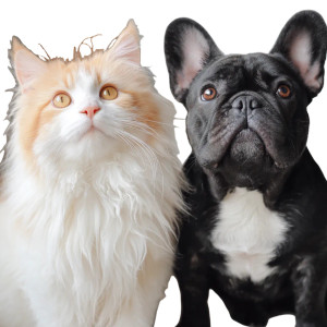 Pets Together Vinyl Car Decal Sticker – Waterproof & UV-Resistant 3.4133333333333336" Pets Together Vinyl Car Decal Sticker – Waterproof & UV-Resistant 3.4133333333333336"