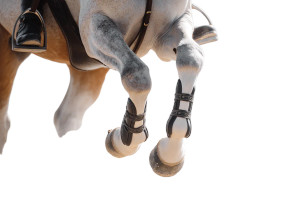Horse Jumping Joints Vinyl Car Decal Sticker – Waterproof & UV-Resistant 2.986666666666667"