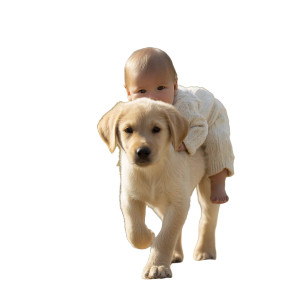 Labrador With Baby Vinyl Car Decal Sticker – Waterproof & UV-Resistant 6.826666666666667"