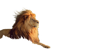 Jamaican Lion Vinyl Car Decal Sticker – Waterproof & UV-Resistant 5.4