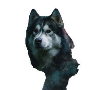 Mystical Malamute Vinyl Car Decal Sticker – Waterproof & UV-Resistant 3.4133333333333336"