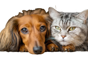 Dachshund And Cat Cuddle Vinyl Car Decal Sticker – Waterproof & UV-Resistant 2.986666666666667"