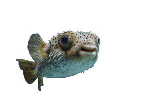 Puffer Fish Vinyl Car Decal Sticker – Waterproof & UV-Resistant 5.97333333333333