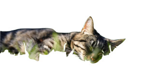 Sleeping Cat V18 Vinyl Car Decal Sticker – Waterproof & UV-Resistant 5.4 Sleeping Cat V18 Vinyl Car Decal Sticker – Waterproof & UV-Resistant 5.4