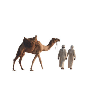 Desert Camel Walk V2 Vinyl Car Decal Sticker – Waterproof & UV-Resistant 3.4133333333333336"