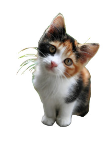 Tiny Calico Kitten Vinyl Car Decal Sticker – Waterproof & UV-Resistant 4.1066666666666665"