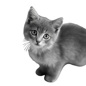 Cute Cat V50 Vinyl Car Decal Sticker – Waterproof & UV-Resistant 3.4133333333333336"