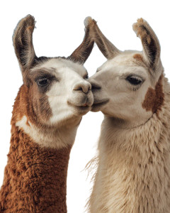 Llamas Nuzzling Vinyl Car Decal Sticker – Waterproof & UV-Resistant 8.0"