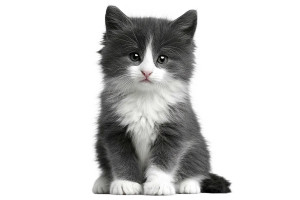 White Background Cat Vinyl Car Decal Sticker – Waterproof & UV-Resistant 5.97333333333333