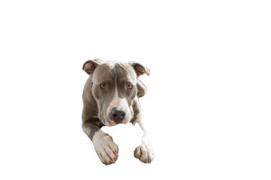Pit Bull Chewing Shoe Vinyl Car Decal Sticker – Waterproof & UV-Resistant 2.986666666666667"