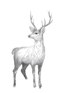 Magical Deer Vinyl Car Decal Sticker – Waterproof & UV-Resistant 8.213333333333333" Magical Deer Vinyl Car Decal Sticker – Waterproof & UV-Resistant 8.213333333333333"