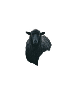 Black Sheep Standout V2 Vinyl Car Decal Sticker – Waterproof & UV-Resistant 8.0"