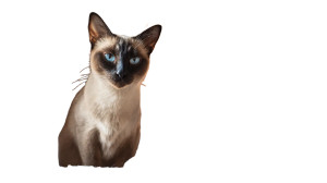 Sleek Siamese Cat Vinyl Car Decal Sticker – Waterproof & UV-Resistant 5.4