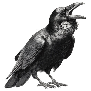 Cawing Crow Vinyl Car Decal Sticker – Waterproof & UV-Resistant 6.826666666666667" Cawing Crow Vinyl Car Decal Sticker – Waterproof & UV-Resistant 6.826666666666667"