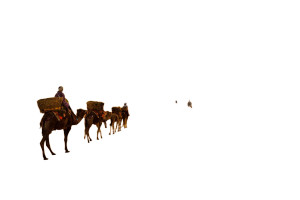 Desert Dromedary Journey Vinyl Car Decal Sticker – Waterproof & UV-Resistant 5.97333333333333