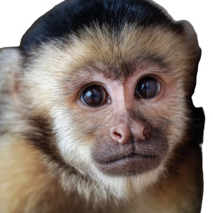 Capuchin Monkey V3 Vinyl Car Decal Sticker – Waterproof & UV-Resistant 3.4133333333333336"