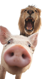 Surprised Pig Selfie Vinyl Car Decal Sticker – Waterproof & UV-Resistant 9.706666666666667"