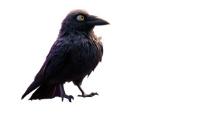 Moody Raven Perched Vinyl Car Decal Sticker – Waterproof & UV-Resistant 5.4