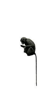 Monkey With Skull Vinyl Car Decal Sticker – Waterproof & UV-Resistant 10.2