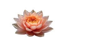 Floating Lotus Vinyl Car Decal Sticker – Waterproof & UV-Resistant 2.72" Floating Lotus Vinyl Car Decal Sticker – Waterproof & UV-Resistant 2.72"