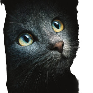 Cat V179 Vinyl Car Decal Sticker – Waterproof & UV-Resistant 3.4133333333333336" Cat V179 Vinyl Car Decal Sticker – Waterproof & UV-Resistant 3.4133333333333336"