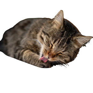 Cat Reading Magazine Vinyl Car Decal Sticker – Waterproof & UV-Resistant 6.826666666666667" Cat Reading Magazine Vinyl Car Decal Sticker – Waterproof & UV-Resistant 6.826666666666667"