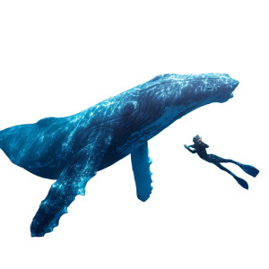 Diver And Whale V5 Vinyl Car Decal Sticker – Waterproof & UV-Resistant 3.4133333333333336" Diver And Whale V5 Vinyl Car Decal Sticker – Waterproof & UV-Resistant 3.4133333333333336"
