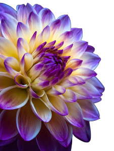 Vibrant Dahlia Bloom Vinyl Car Decal Sticker – Waterproof & UV-Resistant 4.1066666666666665" Vibrant Dahlia Bloom Vinyl Car Decal Sticker – Waterproof & UV-Resistant 4.1066666666666665"