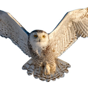 Snowy Owl Flight V3 Vinyl Car Decal Sticker – Waterproof & UV-Resistant 3.4133333333333336" Snowy Owl Flight V3 Vinyl Car Decal Sticker – Waterproof & UV-Resistant 3.4133333333333336"