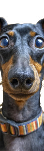 Dachshund Close-Up Vinyl Car Decal Sticker – Waterproof & UV-Resistant 6.826666666666667" Dachshund Close-Up Vinyl Car Decal Sticker – Waterproof & UV-Resistant 6.826666666666667"