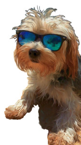 Dog In Shades Vinyl Car Decal Sticker – Waterproof & UV-Resistant 4.8533333333333335" Dog In Shades Vinyl Car Decal Sticker – Waterproof & UV-Resistant 4.8533333333333335"