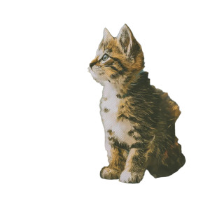 Sad Kitten Window Vinyl Car Decal Sticker – Waterproof & UV-Resistant 6.826666666666667"