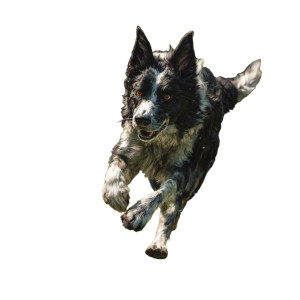Racing Border Collie Vinyl Car Decal Sticker – Waterproof & UV-Resistant 6.826666666666667"