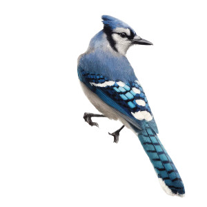 Blue Jay V3 Vinyl Car Decal Sticker – Waterproof & UV-Resistant 3.4133333333333336" Blue Jay V3 Vinyl Car Decal Sticker – Waterproof & UV-Resistant 3.4133333333333336"