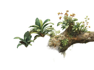 Epiphyte Illustration Vinyl Car Decal Sticker – Waterproof & UV-Resistant 6.1866666666666665" Epiphyte Illustration Vinyl Car Decal Sticker – Waterproof & UV-Resistant 6.1866666666666665"