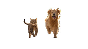 Joyful Pets Running Vinyl Car Decal Sticker – Waterproof & UV-Resistant 5.4