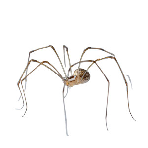 Daddy Long Legs Vinyl Car Decal Sticker – Waterproof & UV-Resistant 3.4133333333333336"