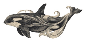 Stylized Orca Illustration Vinyl Car Decal Sticker – Waterproof & UV-Resistant 5.12"