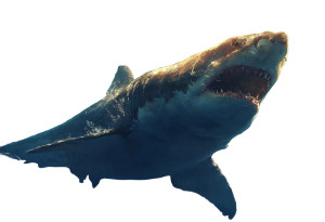 Ancient Megalodon Shark Vinyl Car Decal Sticker – Waterproof & UV-Resistant 5.97333333333333